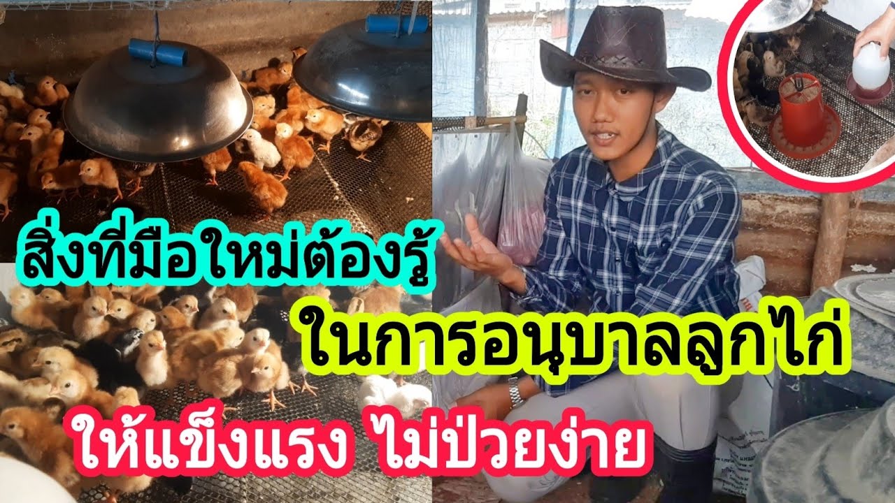 สิ่งที่มือใหม่ต้องรู้ ในการอนุบาลลูกไก่ : SMILE FARM