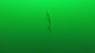 GoPro - Underwater Salmon Fishing Lake Ontario 2023