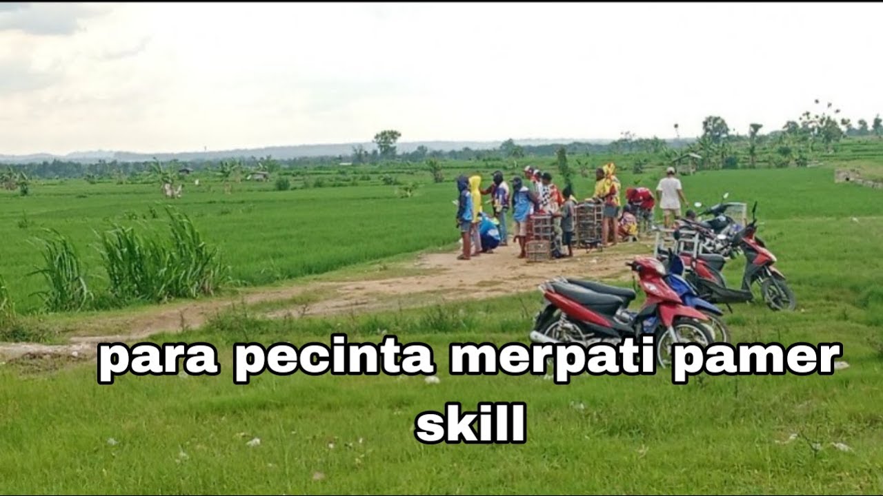 Melihat lebih jauh hobi burung merpati jago terbang