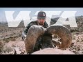 Giant desert bighorn hunt in arizona  worldwide trophy adventures