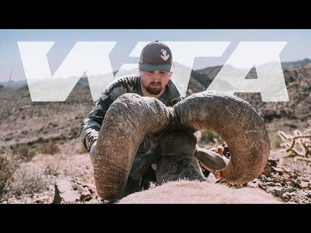 Giant Desert Bighorn Hunt in Arizona | Worldwide Trophy Adventures class=