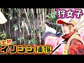 #30【狩猟】野生の大物イノシシ捕獲！Wild big boar【狩女子】