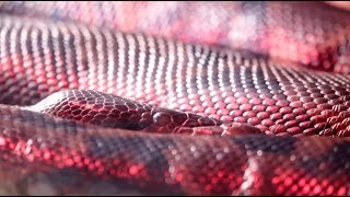 Free Stock Footage - Red Snake Pull Focus - Free Video Download at Videvo.net