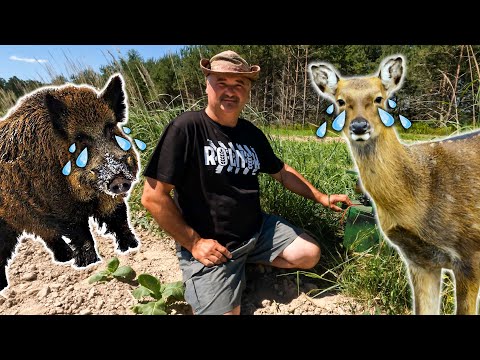 Wideo: Czy ludzki mocz wystraszy jelenia?