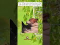 Lets just have fun can't we | Call of Dragons #callofdragons #memes #cod