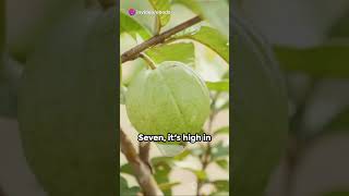 10 Benefits Guava Fruits for Our Health guava healthy healthyfood shorts shortvideo  how