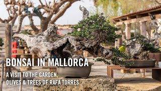 Bonsai in Mallorca, Spain