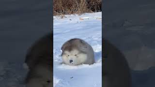 ❄❄Little Dog Riding A Sled #Pets #Cutedog #Dog #Funnydogs #Shorts