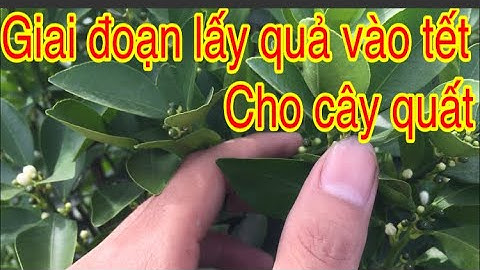 Kỹ thuật chăm sóc cho cây quất ra hoa và đậu quả đúng vào tết nguyên đan