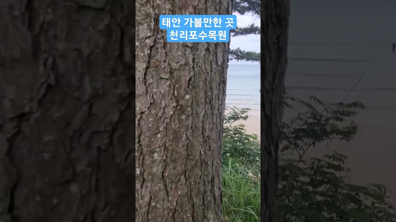 태안천리포수목원. 성인 인당 10,000원 입장료. 식물 관리를 잘해놔서 머리식힐 겸 가시는 거 추천. 그런데 입장료는 비싸다.ㅠ