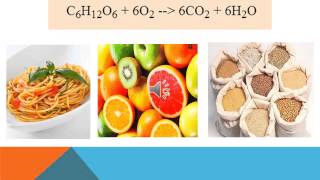 THE GLUCOSE MOLECULE