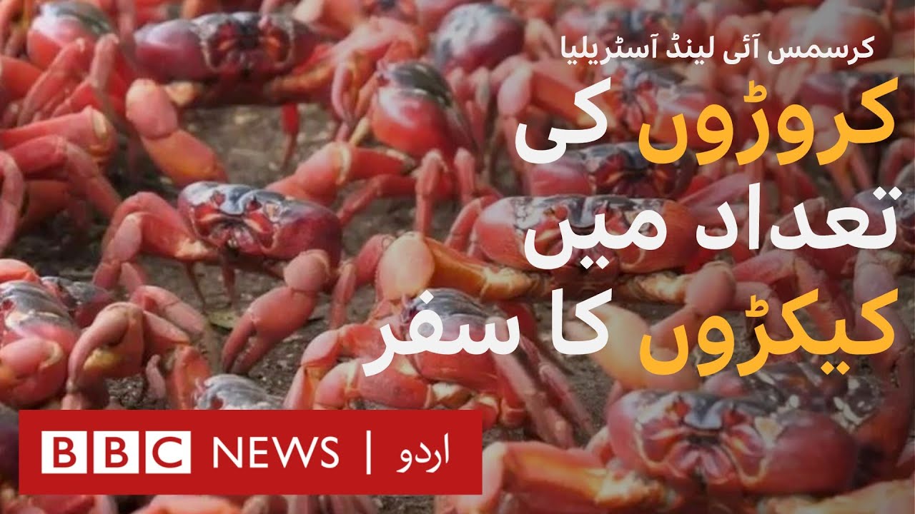 Millions of Red Crabs Migrating In Australia BBC URDU YouTube