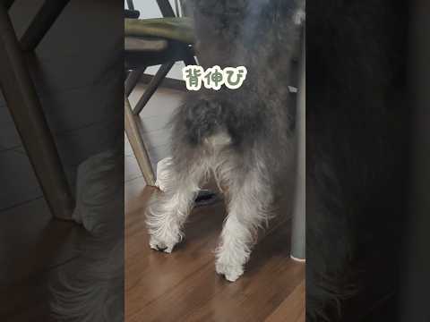 ちいちゃいあんよで一生懸命背伸び #miniatureschnauzer #schnauzer #dog #ミニチュアシュナウザー #シュナウザー #犬のいる生活