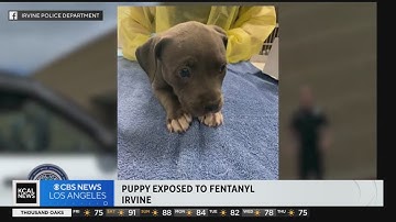 Irvine police use Narcan to save puppy that was overdosing on fentanyl