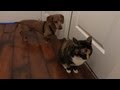 Wiener dog desperately wants to be friends with kitty cat