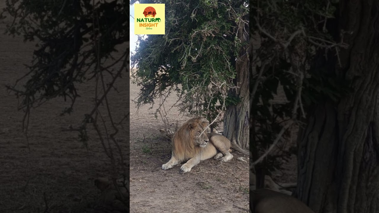 Raw Nature: Wild Lion Feeding on a Zebra in Maasai Mara! 🦁🦓