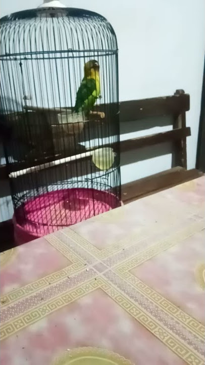 #lovebirdkonslet lovebird isian walet