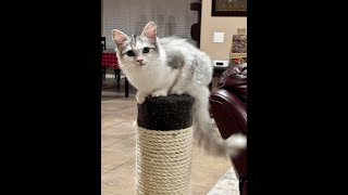 kitten's first toy by Cute Cat Corner 98 views 1 year ago 1 minute, 33 seconds