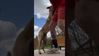 #tricks #tipsandtricks #dogs #working #gsd #germanshepherd #howto #tips #training #malinois #puppy