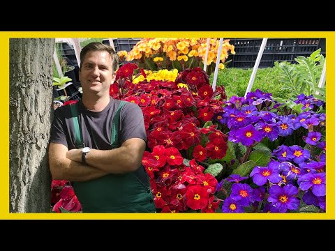 Videó: Primula - Fajták és Növekszik Egy Lakásban