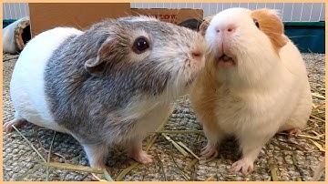 Best guinea pig noises of the wheek! (2021 Week 17)
