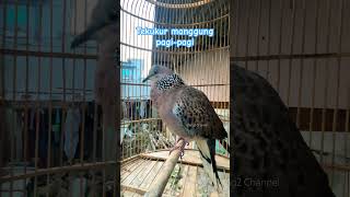 Tekukur lokal memanggil teman tanpa kuk #viral #birds #viralvideo #burung #kicaumania #fyp