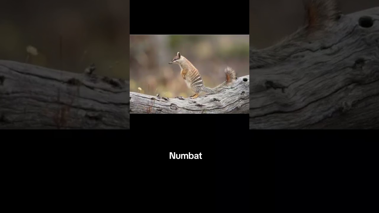 Animals That Start With The Letter N🤯 