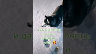 моя вселенная #husky #shortvideo #доброеутро #всемпривет #подпишись