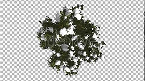 Fir Top Down Douglas Fir Snow on Tree Branches | Motion Graphics - Envato elements