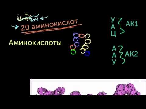 Видео: Как называется копируемый участок ДНК?