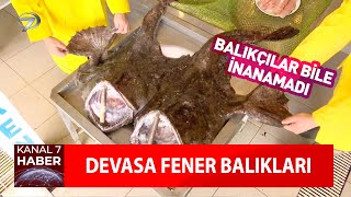 Görenler Şaşkına Döndü Marmara Denizinde Devasa Fener Balıkları