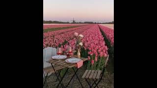 عشاء رائع بالقرب من حقل خزامى في هولندا.!A fabulous dinner near a tulip field in the Netherlands.