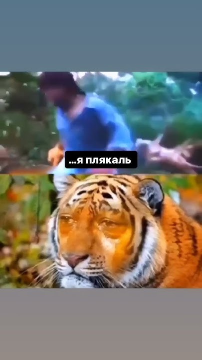 Что за Лев этот Тигр 🐯? - YouTube
