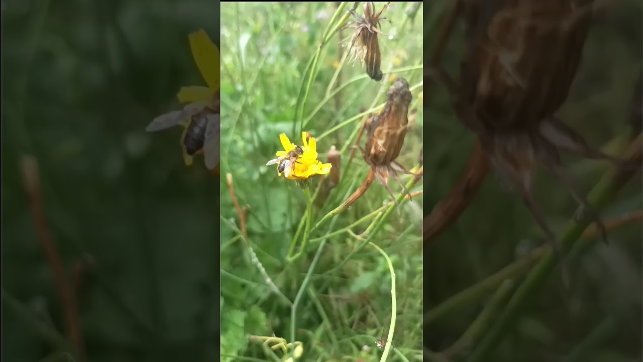 🦋 Highlands Blooming Beauty | Bees & Butterflies Dance on Wildflowers in Tambul, PNG 