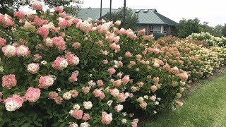 Hydrangeas Explained