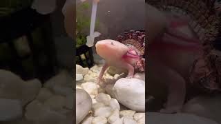 Аксолотли слепые? 🤔 #аксолотль #axolotl