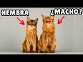 Las diferencias CRUCIALES entre gatos MACHOS Y HEMBRAS