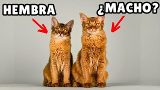 Las diferencias CRUCIALES entre gatos MACHOS Y HEMBRAS