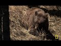 Bear Country (Full Episode) | America's National Parks | Nat Geo Animals