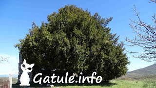 Propiedades del árbol Tejo o 🌷 Taxus bacatta 🌷