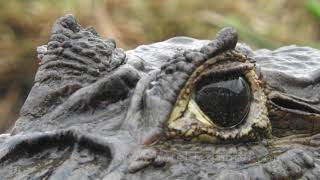 Caimans in Costa Rica