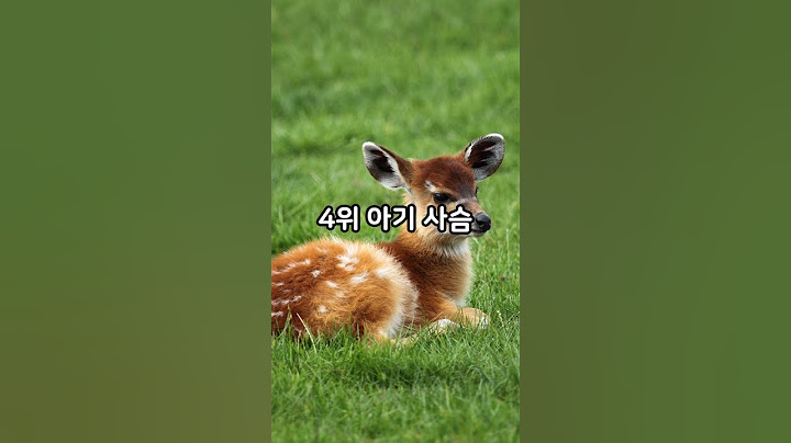 세계에서 가장 귀여운 아기동물 TOP 10