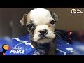 Tiniest Rescue Puppy Grows Up To Be a Big Boss Bulldog - HOPELILY | The Dodo Little But Fierce