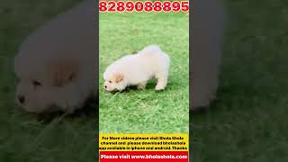 Chow Chow Puppy For Sale #chowchow  #short #trending