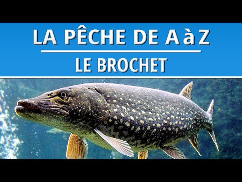 Vidéo: Pêche à La Traîne Du Brochet