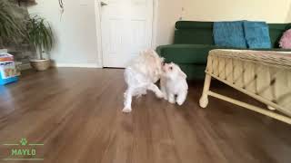 Westies having fun 😁 by Maylo 387 views 1 year ago 1 minute, 42 seconds