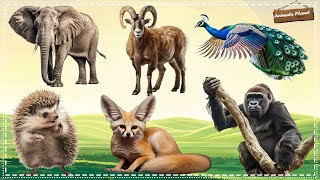Bustling animal world sounds around us: Elephant, Goat, Peacock, Gorilla, Porcupine, Fox