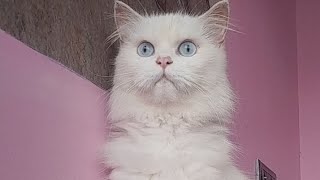Persian பூனைக்குட்டியை எப்படி பார்த்து வாங்க வேண்டும் #persiancat #cat #cats #kitten #பூனை #tamil