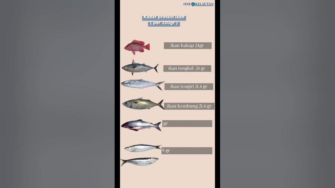 Kadar protein ikan per 100 gr. Ternyata protein tongkol lebih banyak dari salmon 😱 #shorts #short