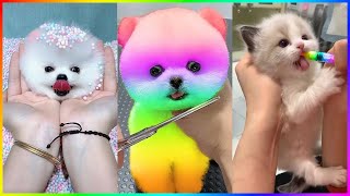 The Cutest Mini Pomeranians in the World 😍 Chó Phốc Sóc Mini Dễ Thương Nhất Thế Giới 🐾 #519 by Min Cute 9,831 views 1 month ago 32 minutes